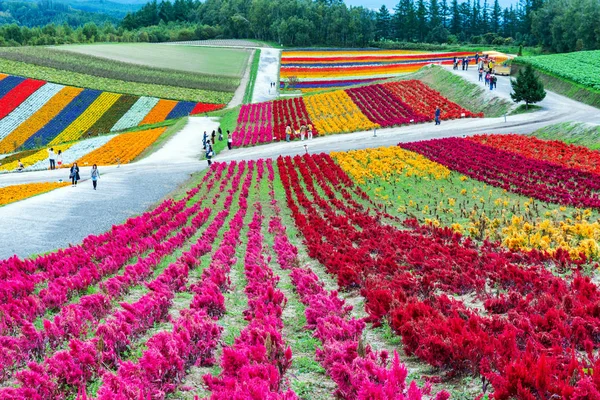 Shikisai-no-oka çiftlik güzel çiçekler çiftlik renkli hill adlı Biei, Hokkaido, Japonya