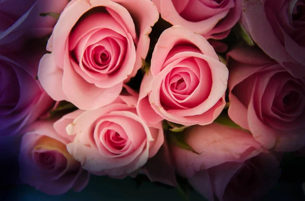 Bir gül bir odunsu çiçekli bitki Roseau, ailesindeki Rosa, cins veya ayılar çiçek var. Fazla tür ve arazisi binlerce vardır. Onlar bir grup dik çalılar, tırmanma ya da dr olabilir bitkiler formu