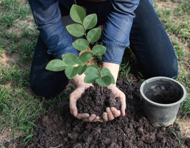 The young man is planting tree to preserve environment