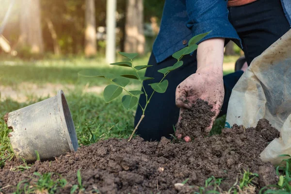 The young man is planting tree to preserve environment