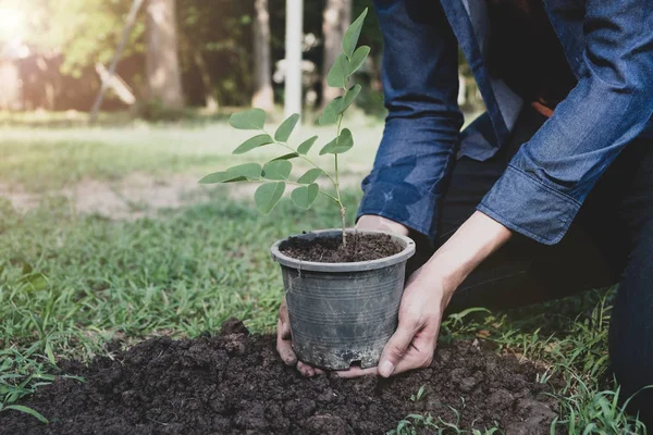 The young man is planting tree to preserve environment