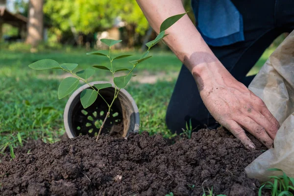 The young man is planting tree to preserve environment