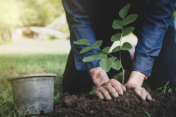 The young man is planting tree to preserve environment — Stockfoto