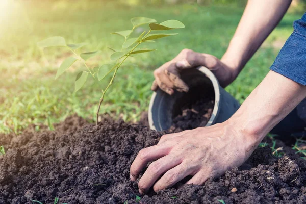 The young man is planting tree to preserve environment — Zdjęcie stockowe