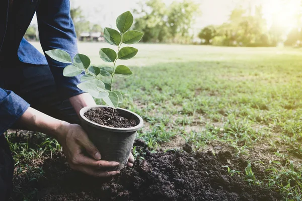 The young man is planting tree to preserve environment