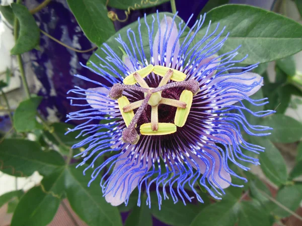 Bir tek çiçek makro ayrıntı closeup ile çiçek tutku çiçek (passiflora)