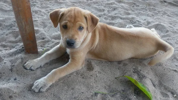 Sevimli sevimli köpek (sokak köpeği türü retriever / labrador) bana bakmayı kum yalancılık aşağı