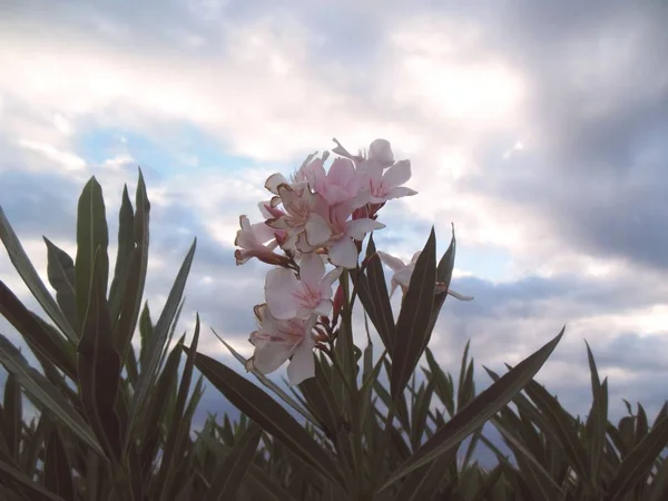 Yeşil yaprakları closeup bulutlu gökyüzüne bakarken bir alandaki bitki pembe (pembe beyaz) çiçekler 