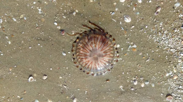 Denizanası üst ölü kum bazı küçük kabuklar yanında yatan üzerinden görülen kahverengi çizgili