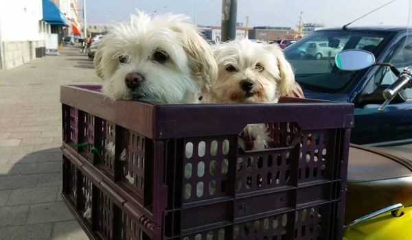 İki sevimli beyaz Malta köpek bana bakmayı dışında bisiklet sepet içinde oturan