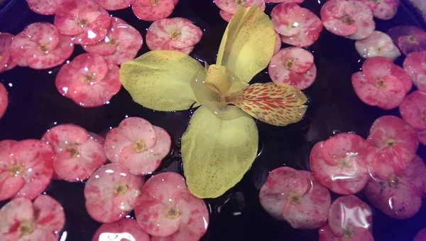 Pembe ve beyaz tropikal çiçek yaprakları su yüzeyinde, güzel arka plan yüzen closeup