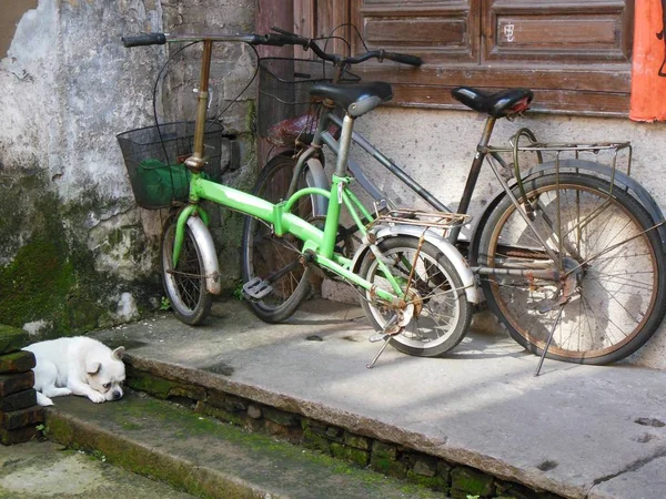 Bir duvar bir şehirde ve bu önünde yalan bir beyaz köpek karşı iki Bisiklet Park
