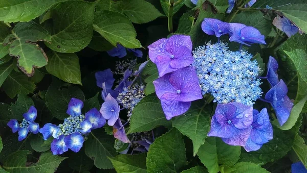 Mavi mor hydrangea HORTENSIA yaprakları yeşil bitki üzerinde