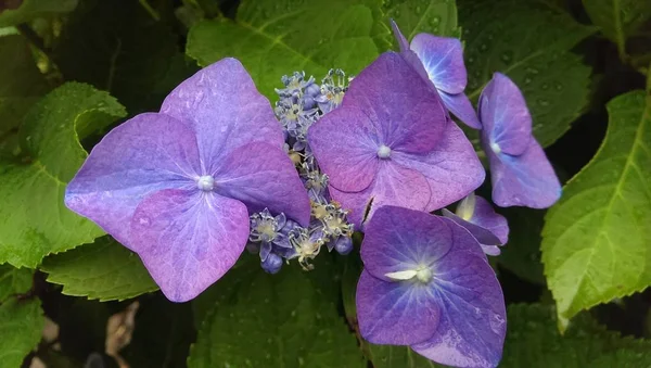 Grup mavi mor hydrangea HORTENSIA yaprakları ve yeşil closeup bırakır