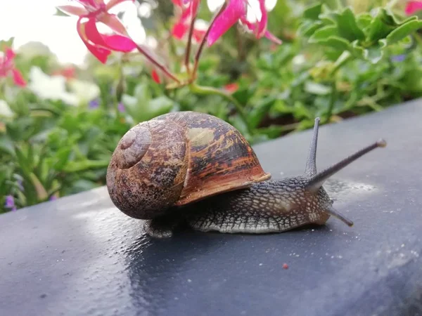Bahçe Salyangoz kabuğu (gastropod, yumuşakça, slug) closeup ile yapışkan iz sağa doğru yöneldi, taş bir sırtına ile