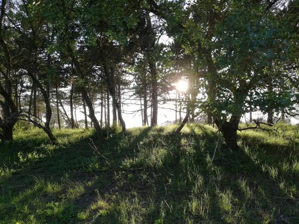 Ağaçlar yeşil çayır ve dalları ile parlayan güneş ile kırsal manzara