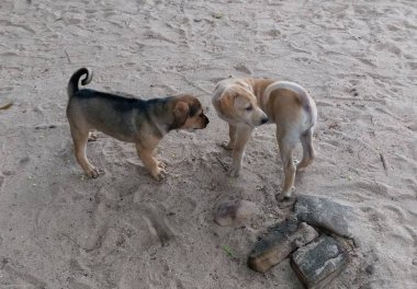 Her iki sağ tarafı yönünde seyir yine bir kumsalda duran iki genç köpek