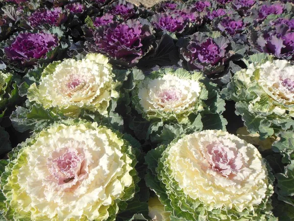 Kale (süs lahana), beyaz ve mor, parlak renkli yeşillik (Brassica oleracea rozet çiçekli)