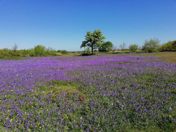 Mavi gökyüzü ve halı mor çiçekler açan bluebells, Asparagaceae hyacinthoides adlı dolu ile Hollanda'da güneşli çayır