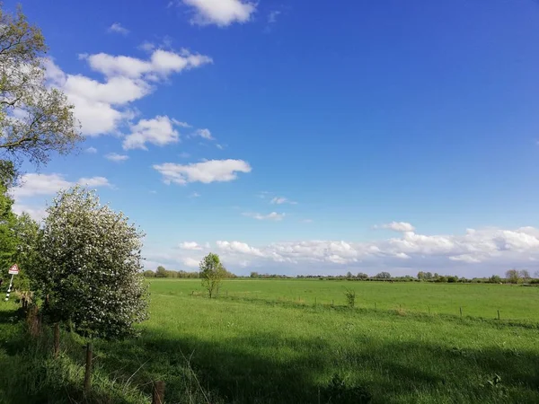 Tipik Hollanda çayır çimen polder, ağaçlar ve az bulutlu, Rijswijk, Hollanda ile mavi gökyüzü, yatay