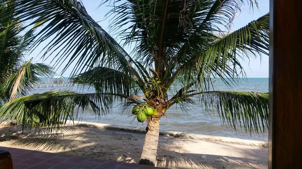 Hindistan cevizi hurma ağacı denizde küçük tekne ile beyaz tropik sahilde