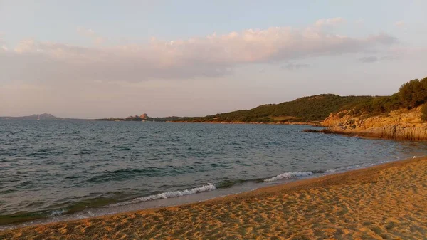 Güzel Sardunya arka planda yeşil taşlar ile altın akşam ışık ıssız plaj