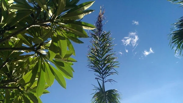 Yeşil yaprakları ve tropikal ağaçlar dalları küçük bulutlar ile mavi gökyüzüne yerden bakıyor