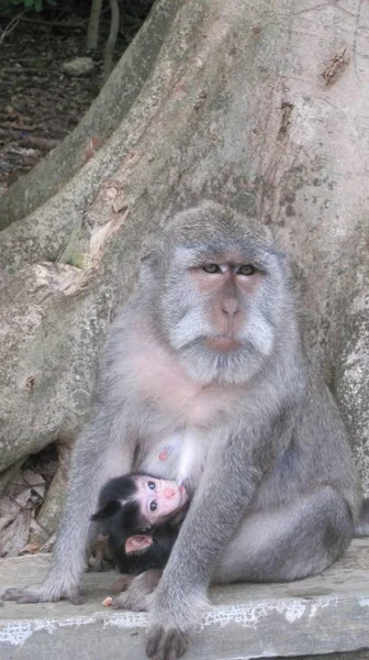 Macaco Mãe Sentada Lado Uma Árvore Com Seu Bebê Segurando — Fotografia de Stock