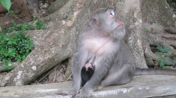 Małpa Matka Siedzi Przez Drzewo Jej Dziecko Bezpiecznie Przywiązanie Jej — Zdjęcie stockowe