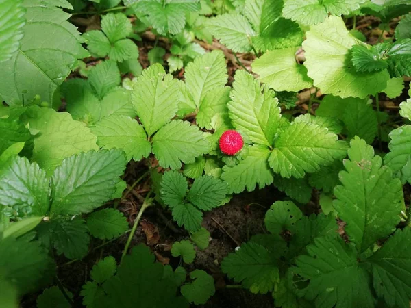 Yeşil yaprakları üzerinde tek bir olgun kırmızı meyve ile vahşi çilek bitki