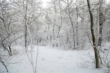 Kış, orman, kar. Karla kaplı çam ormanı, bir güzel kış manzara, doğa. Karda bir çam dalı.