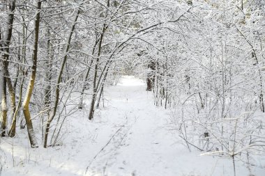 Kış, orman, kar. Karla kaplı çam ormanı, bir güzel kış manzara, doğa. Karda bir çam dalı.