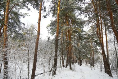 Kış, orman, kar. Karla kaplı çam ormanı, bir güzel kış manzara, doğa. Karda bir çam dalı.