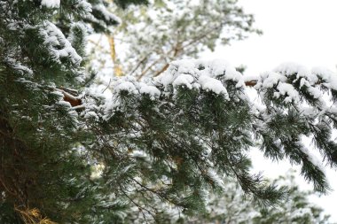 Kış, orman, kar. Karla kaplı çam ormanı, bir güzel kış manzara, doğa. Karda bir çam dalı.