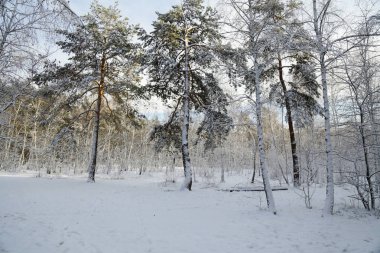 Kış, orman, kar. Karla kaplı çam ormanı, bir güzel kış manzara, doğa. Karda bir çam dalı.