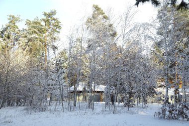 Kış, orman, kar. Karla kaplı çam ormanı, bir güzel kış manzara, doğa. Karda bir çam dalı.