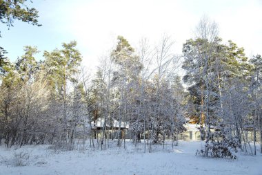 Kış, orman, kar. Karla kaplı çam ormanı, bir güzel kış manzara, doğa. Karda bir çam dalı.