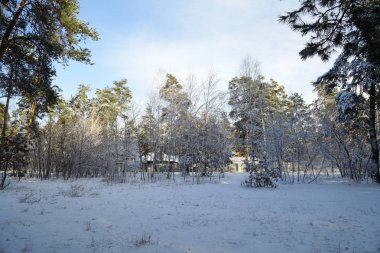 Kış, orman, kar. Karla kaplı çam ormanı, bir güzel kış manzara, doğa. Karda bir çam dalı.