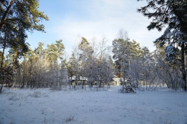 Kış, orman, kar. Karla kaplı çam ormanı, bir güzel kış manzara, doğa. Karda bir çam dalı.