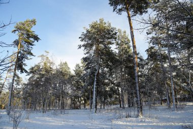 Kış, orman, kar. Karla kaplı çam ormanı, bir güzel kış manzara, doğa. Karda bir çam dalı.