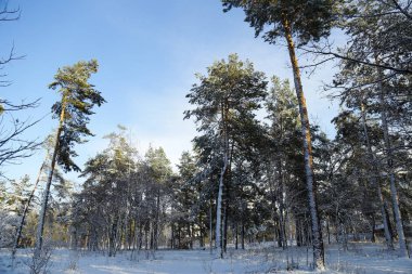 Kış, orman, kar. Karla kaplı çam ormanı, bir güzel kış manzara, doğa. Karda bir çam dalı.
