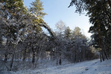 Kış, orman, kar. Karla kaplı orman, ağaçlar kar, güzel kış manzara, doğa.