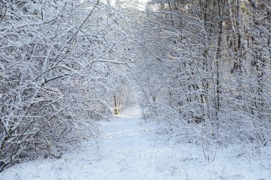 Kış, orman, kar. Karla kaplı orman, ağaçlar kar, güzel kış manzara, doğa.