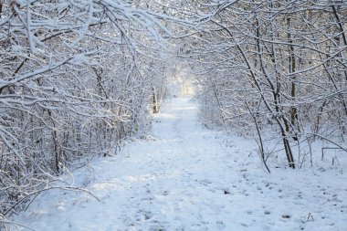 Kış, orman, kar. Karla kaplı orman, ağaçlar kar, güzel kış manzara, doğa.