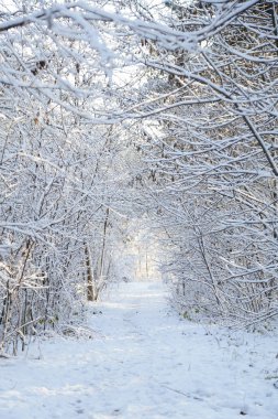 Kış, orman, kar. Karla kaplı orman, ağaçlar kar, güzel kış manzara, doğa.