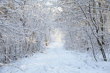 Kış, orman, kar. Karla kaplı orman, ağaçlar kar, güzel kış manzara, doğa.