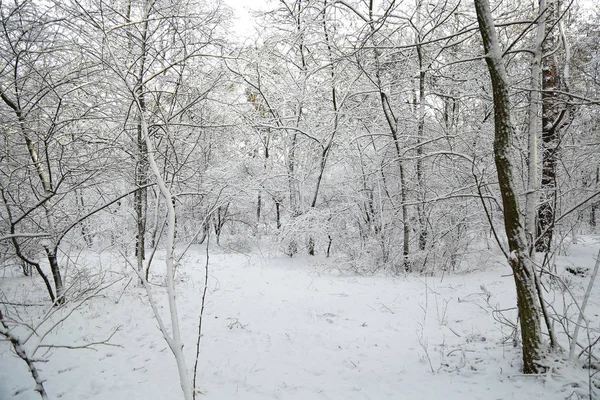 Kış, orman, kar. Karla kaplı çam ormanı, bir güzel kış manzara, doğa. Karda bir çam dalı.