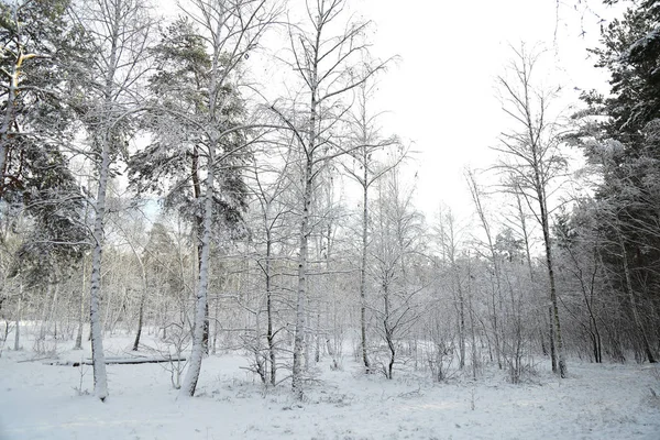 Winter Wald Schnee Schneebedeckter Kiefernwald Eine Wunderschöne Winterlandschaft Natur Ein — Stockfoto