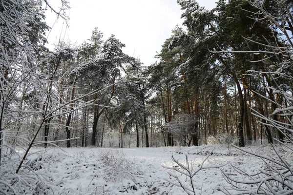 Winter Wald Schnee Schneebedeckter Kiefernwald Eine Wunderschöne Winterlandschaft Natur Ein — Stockfoto