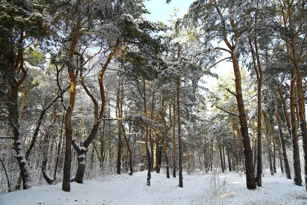 Winter Wald Schnee Schneebedeckter Kiefernwald Eine Wunderschöne Winterlandschaft Natur Ein — Stockfoto